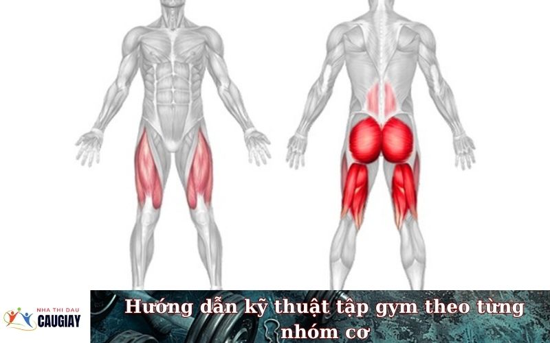 Hướng dẫn kỹ thuật tập gym theo từng nhóm cơ