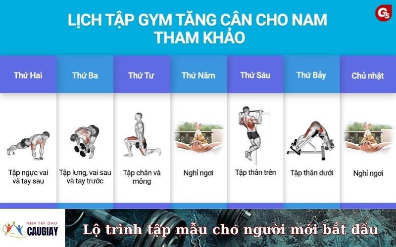 Lộ trình tập mẫu cho người mới bắt đầu