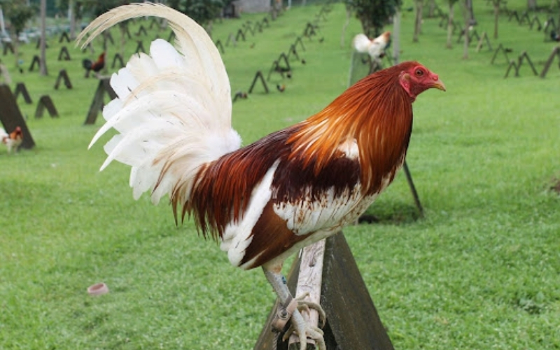 Kỹ thuật vần đòn và vần hơi an toàn